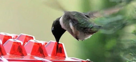 Ant Proof Hummingbird Feeder | 30 Feeding Ports, UV Resistant & Ideal for Outdoor Use