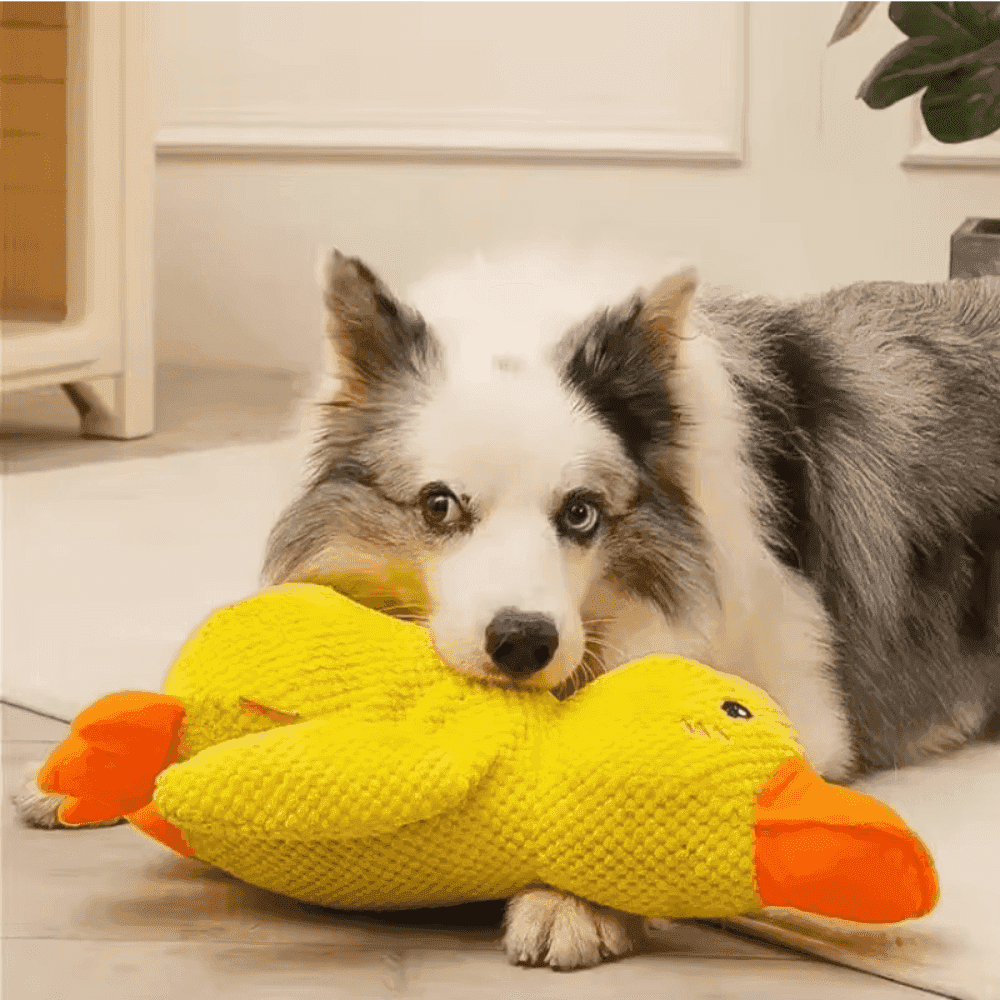 Durable Duck Dog Toy | Heavy Chewing, Bite Resistant & Quacking Sound for High Energy Dogs