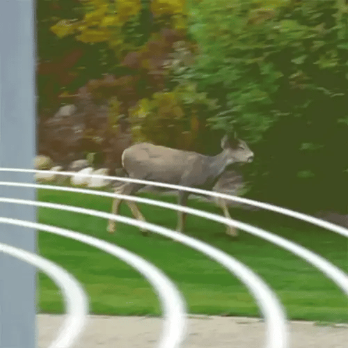 Ultrasonic Deer Repeller - Pack Of 4 Solar Powered - Get Rid of Deer in 48 Hours