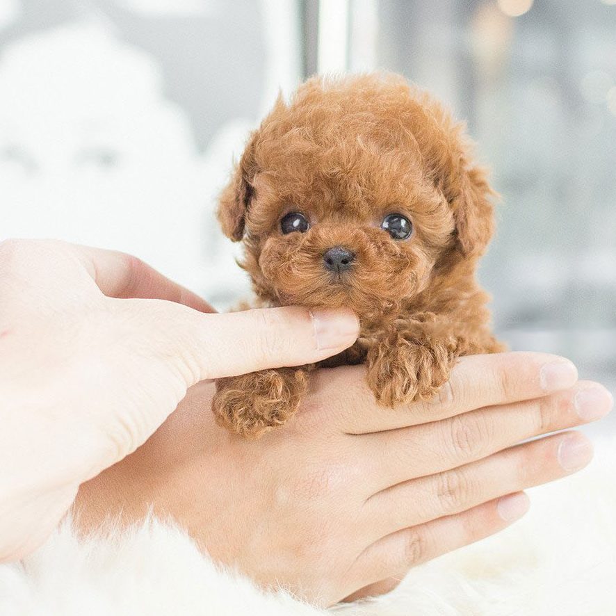 Realistic Interactive Toy Robot Puppy with Smart Features for Kids and Pet Lovers