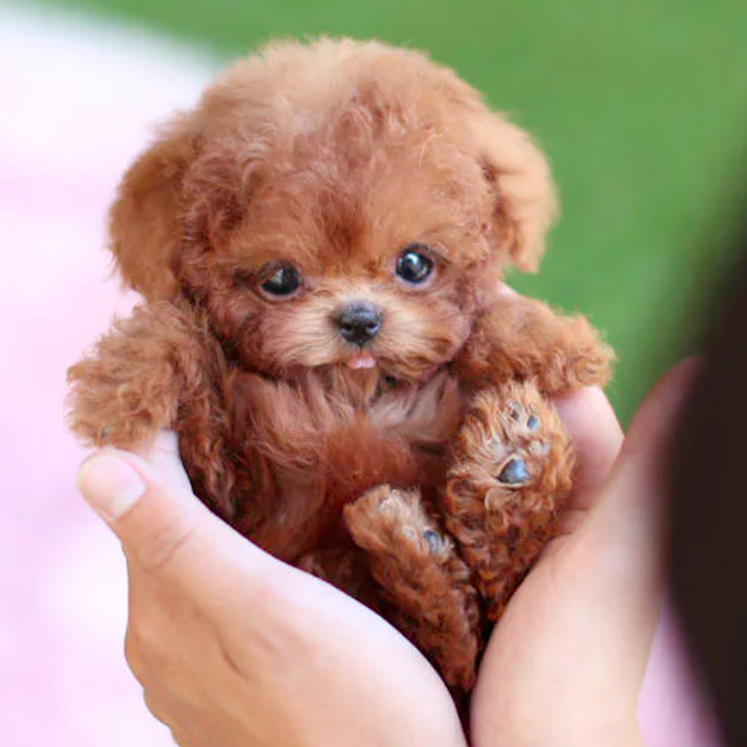 Realistic Interactive Toy Robot Puppy with Smart Features for Kids and Pet Lovers