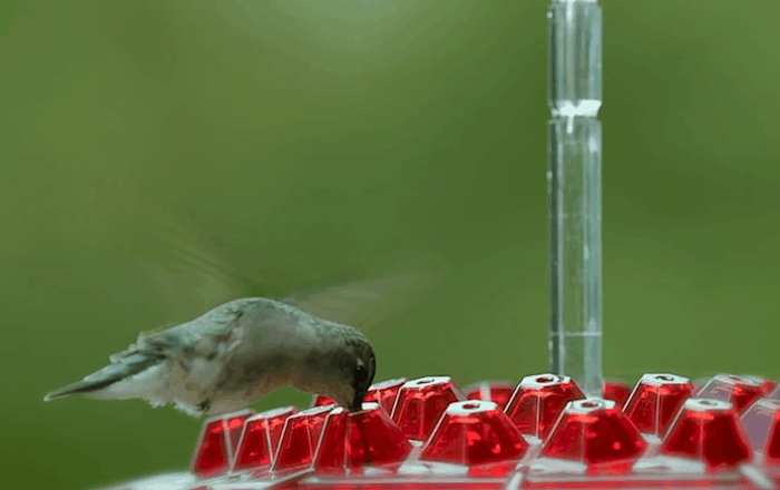 Ant Proof Hummingbird Feeder | 30 Feeding Ports, UV Resistant & Ideal for Outdoor Use