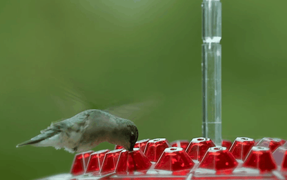 Ant Proof Hummingbird Feeder | 30 Feeding Ports, UV Resistant & Ideal for Outdoor Use