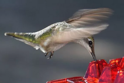 Ant Proof Hummingbird Feeder | 30 Feeding Ports, UV Resistant & Ideal for Outdoor Use