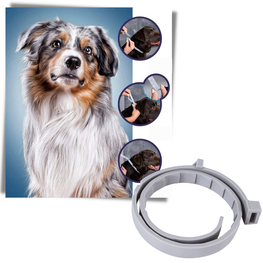 Anti Flea Collar for Dogs and Cats | Long-Lasting, Comfortable & Safe for Pets