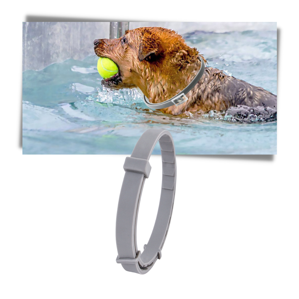 Anti Flea Collar for Dogs and Cats | Long-Lasting, Comfortable & Safe for Pets