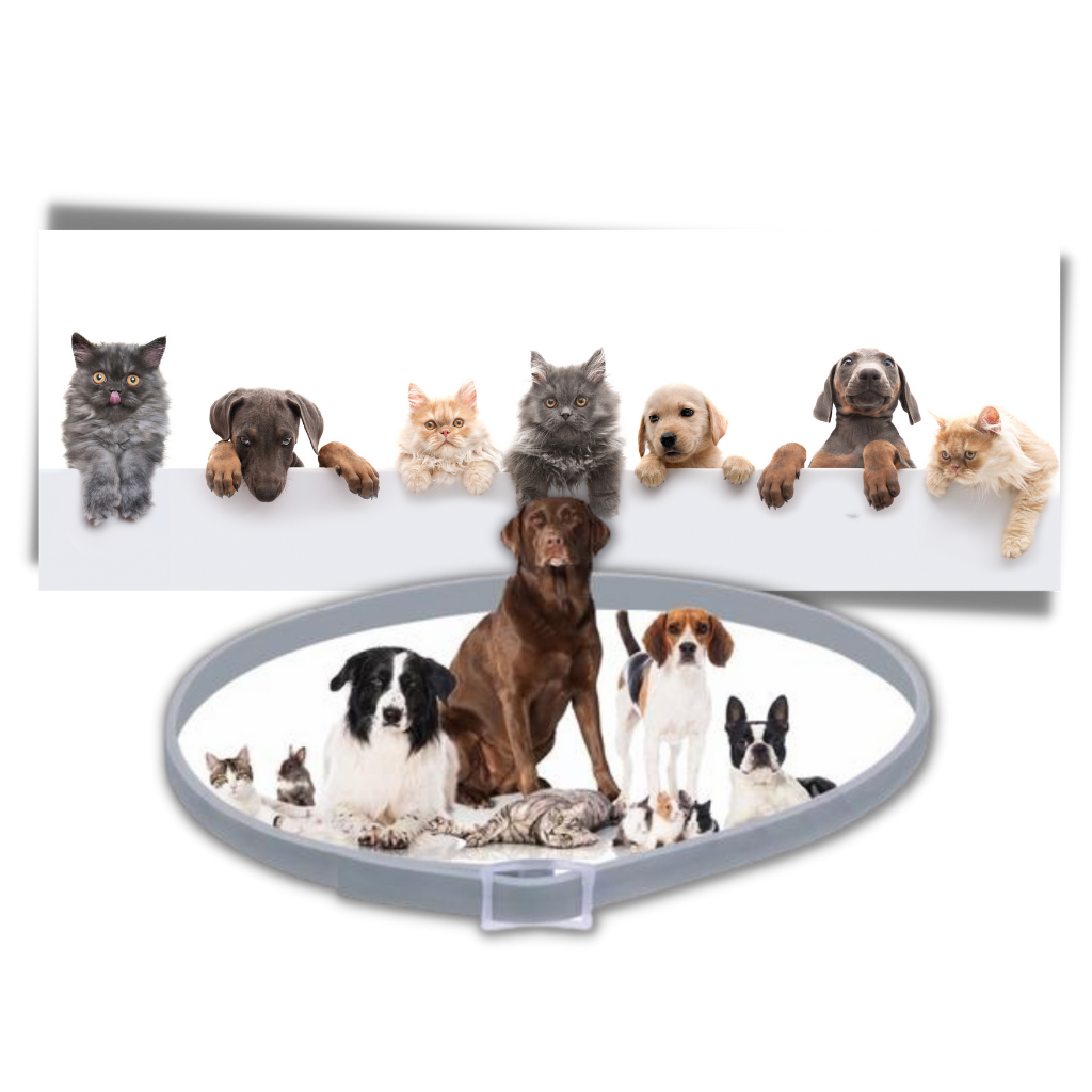 Anti Flea Collar for Dogs and Cats | Long-Lasting, Comfortable & Safe for Pets