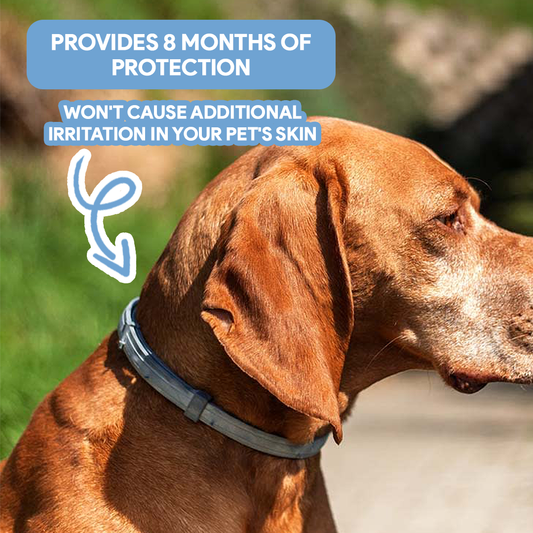 Anti-Tick Collar for Dogs & Cats - 8-Month Flea and Tick Repellent Treatment for Dogs and Cats