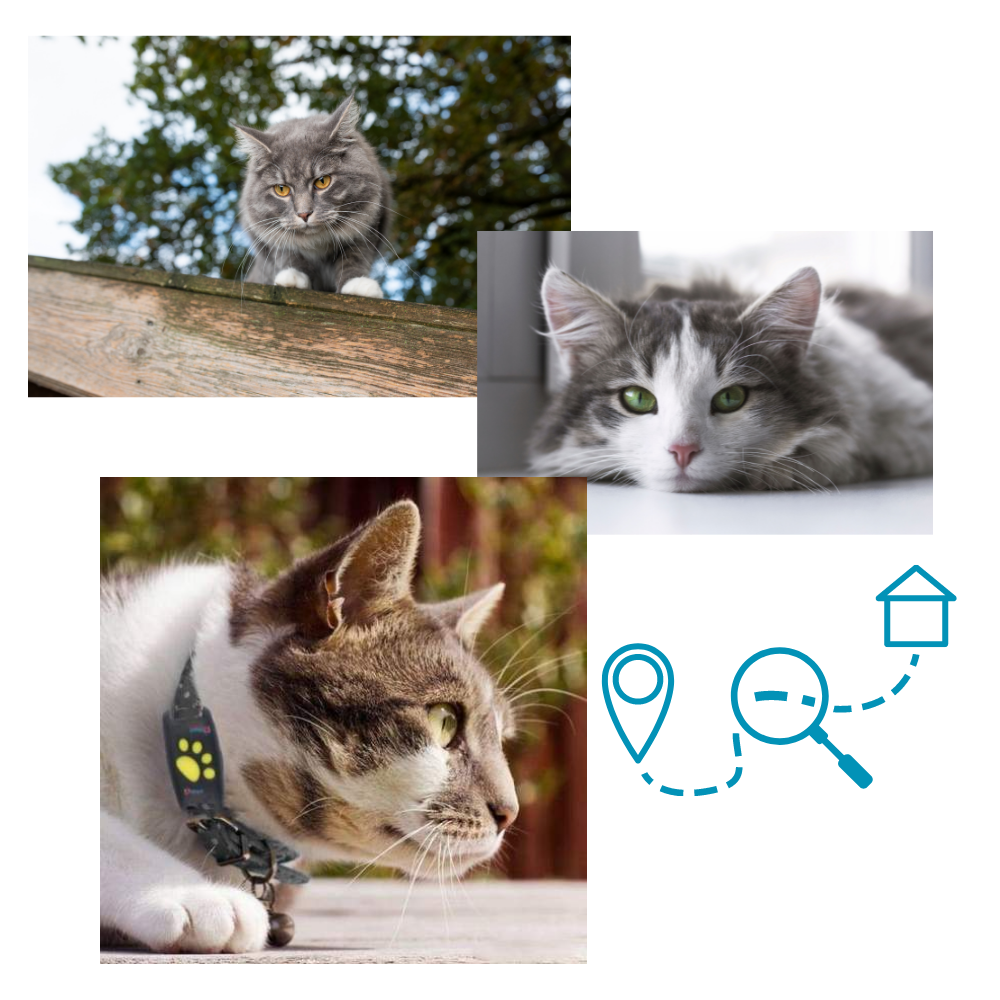 GPS Pet Tracking Collar with Real-Time Location, Waterproof Design, Adjustable Fit for Dogs and Cats, Ideal for Outdoor Adventures