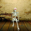 Image of Posable Skeleton - Life Size Posable Skeleton